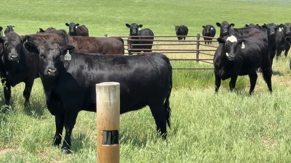 600 head of Bred Heifers! BH627A5